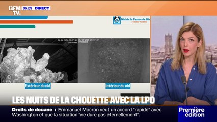 LES NUITS DE LA CHOUETTE - En Vendée, les envols de chouettons se multiplient