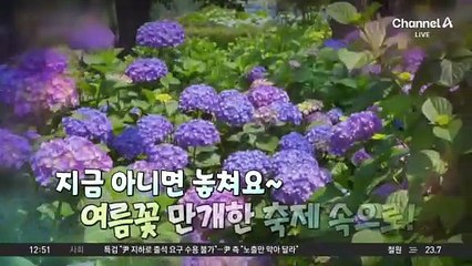 ‘오색 수국 명소’…이번 주말 여름꽃 여행?