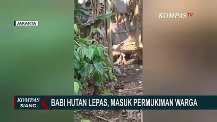 Babi Hutan Masuk Permukiman di Pasar Minggu, Warga Desak Shelter Ditutup