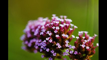 Bugonia - Sci-Fi Comedy Teaser Trailer 🎬