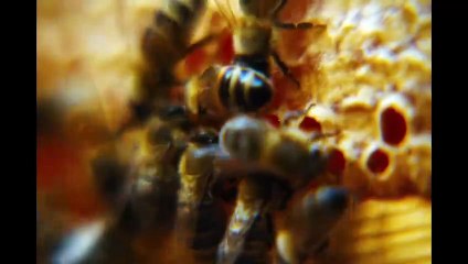 Bugonia Tráiler: Nuevo Lanzamiento 🎬