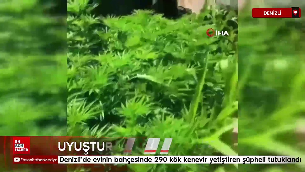 Denizli’de evinin bahçesinde 290 kök kenevir yetiştiren şüpheli tutuklandı