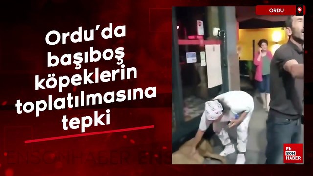 Ordu'da başıboş köpeklerin toplatılmasına tepki