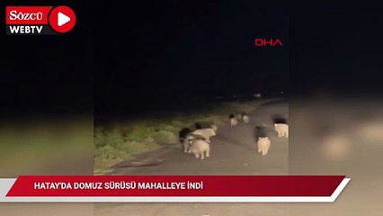 Hatay'da domuz sürüsü mahalleye indi