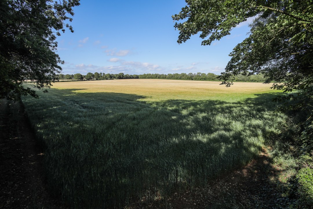 The oak tree in Sleepy Lane, Kings Newton
