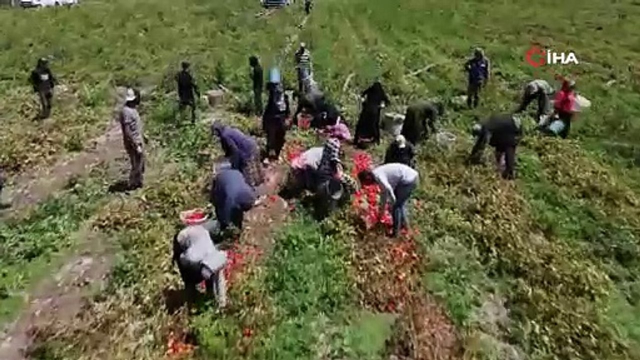 Yaz sofralarının olmazsa olmazındaki tarla ve çarşı pazar market fiyat farkı ''yok artık'' dedirtti!