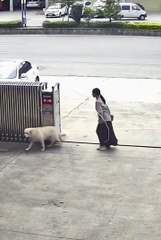 Dog viral video * #shortsfeed #viral #dog