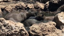 Capybaras at Melios Zoo in Cyprus Enjoy the Pond