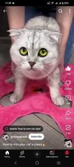 Funniest Animal Moments That Will Make Your Day!