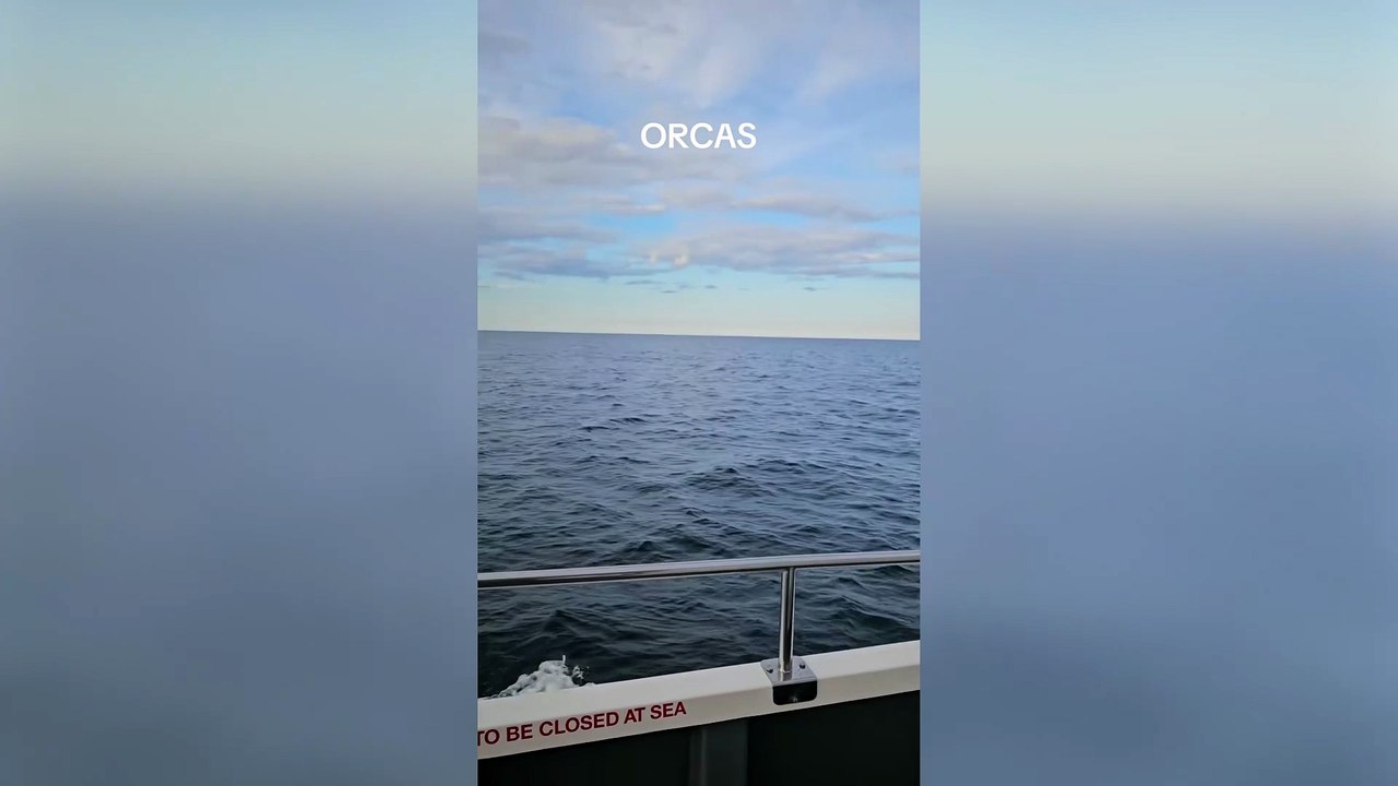 Orca filmed off the coast of Northumberland