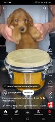 Cute Dog Dancing | Funny Animal Moments | Must Watch!