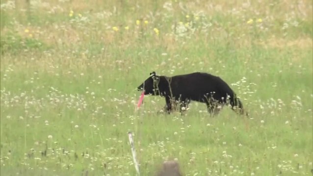 Bear on runway at Japanese airport causes travel chaos as flights cancelled