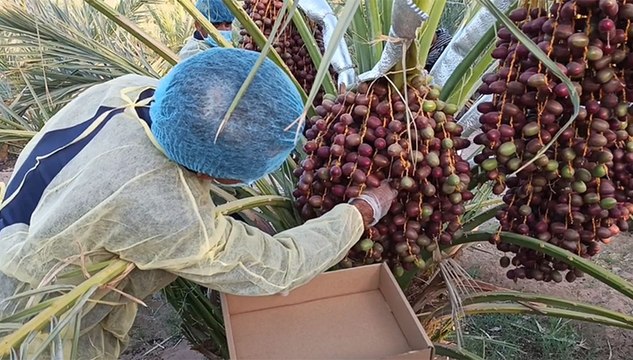 Menengok Perkebunan Kurma Ajwa Organik Terbesar di Madinah