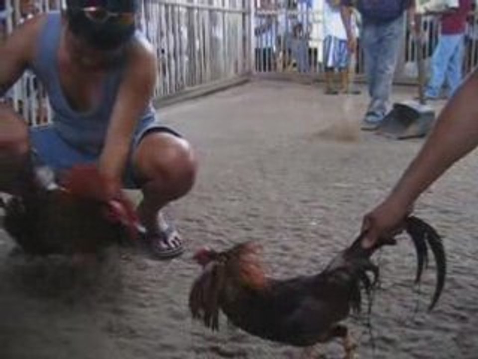 Combats de coqs aux Philippines