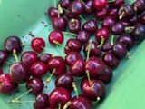 Appetit : comment se porte la culture des cerises dans le Loire ? - Appétit - TL7, Télévision loire 7