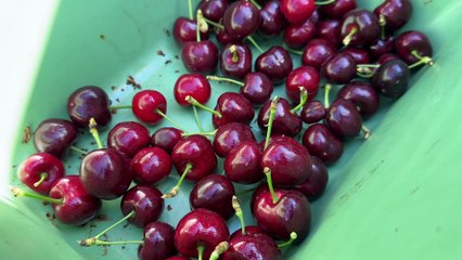 Appetit : comment se porte la culture des cerises dans le Loire ?