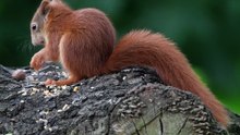 Red Squirrels at Yorkshire Arboretum