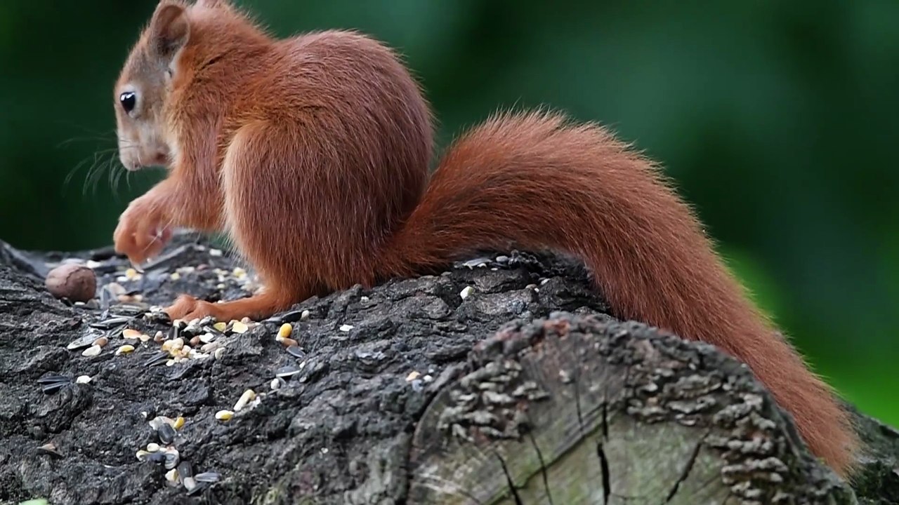 Red Squirrels at Yorkshire Arboretum