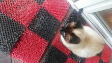 Cat neighbour visits me every morning :)