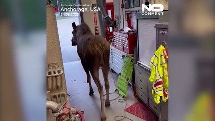Beobachten: Elch inspiziert die Feuerwehr von Alaska