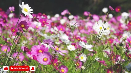 DEIXA CRISTO EDIFICAR | Fabrício cantando AO VIVO em  Momentos no Tabernáculo da Fé em Goiânia - GO - Brasil