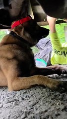 Dog mechanic in action! 😂