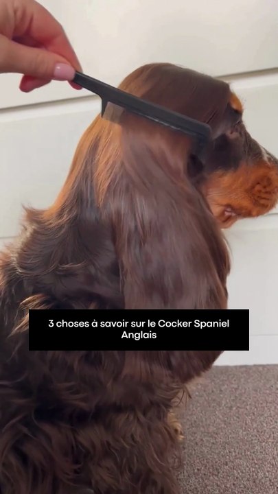3 choses à savoir sur le Cocker Spaniel Anglais