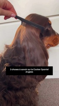 3 choses à savoir sur le Cocker Spaniel Anglais
