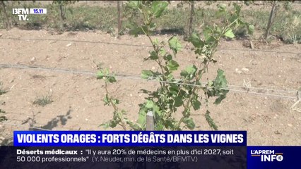Orages: "Les pertes se chiffrent entre 50% et 100%", déplore ce vigneron de l'Allier