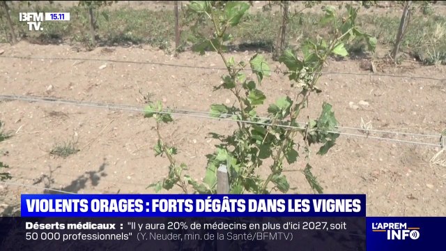 Orages: Les pertes se chiffrent entre 50% et 100% , déplore ce vigneron de l'Allier