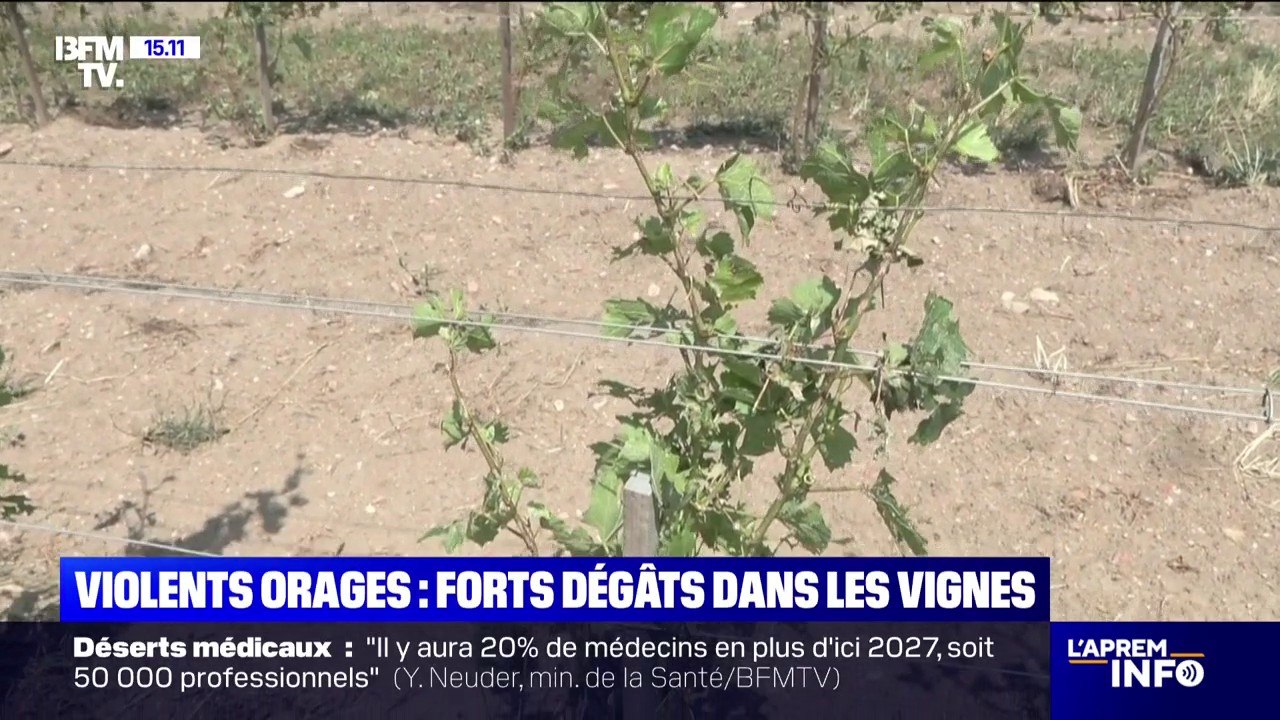 Orages: "Les pertes se chiffrent entre 50% et 100%", déplore ce vigneron de l'Allier