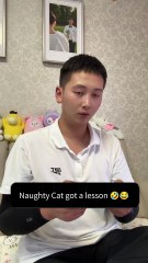 Naughty Cat got a lesson from Dog  #dog #cat #kitten #funny