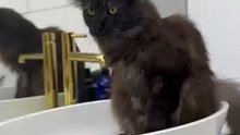 A sink - Favourite cat`s place