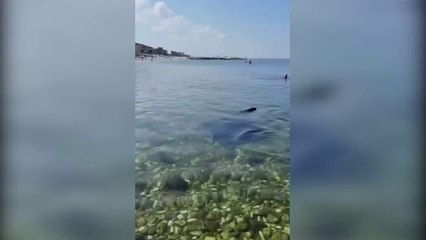 Marina di Pisa, una manta tra i bagnanti
