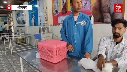 कश्मीर में बढ़ रहा है बिल्लियां पालने का चलन! कब, इसे इस्लाम के खिलाफ माना जाता?