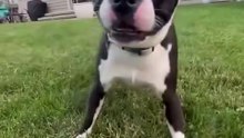 Le Boston Terrier