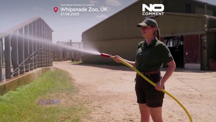 Extreme Hitze trifft Wimbledon und Glastonbury an diesem Wochenende