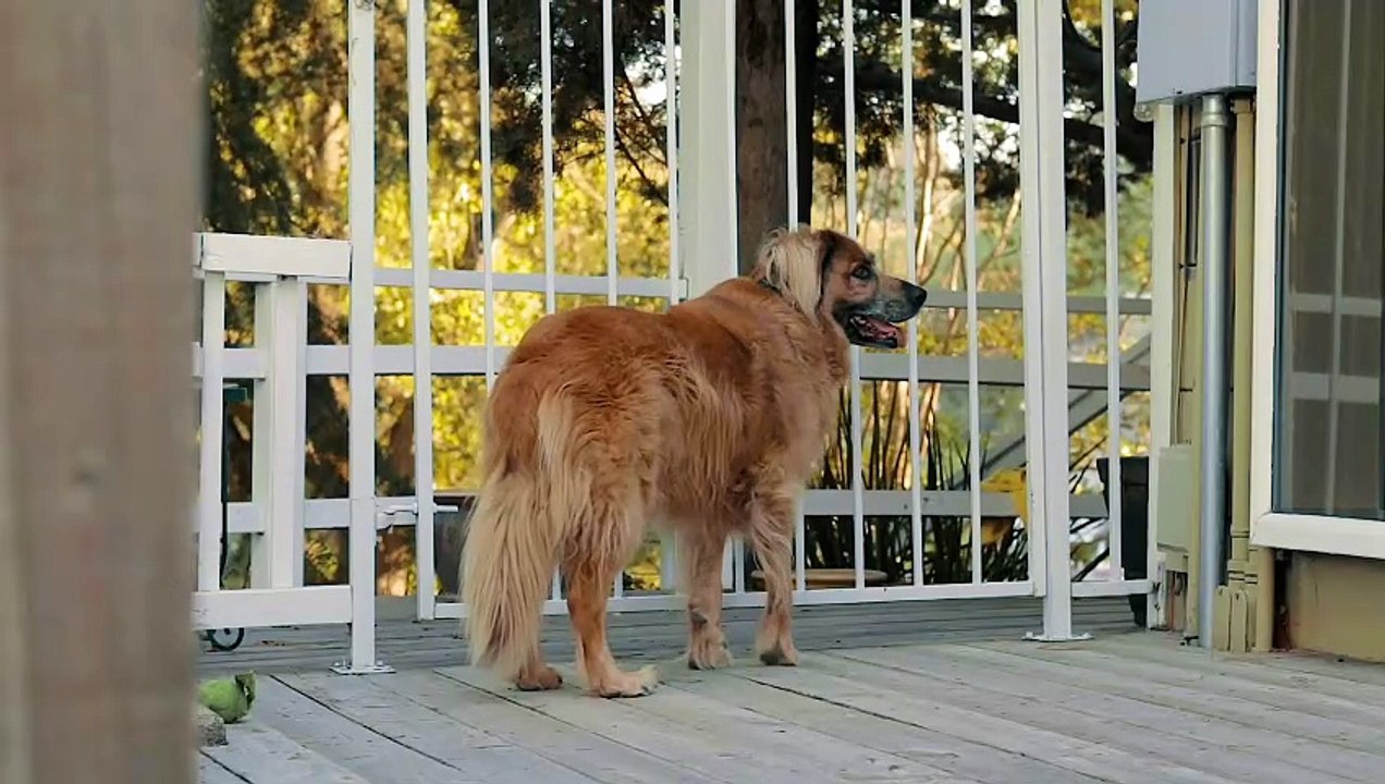 Os animais mais fofos do mundo N•41