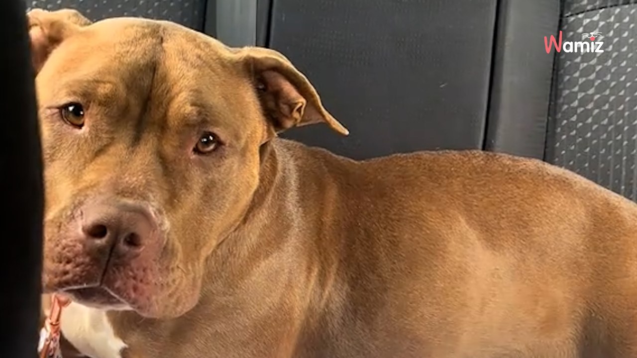 One-night dog foster turns into life-changing decision for kind-hearted woman