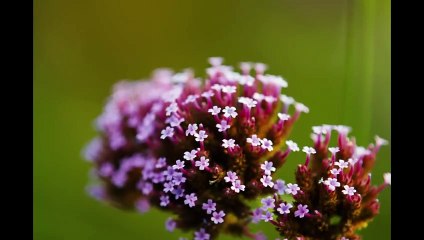 Bugonia Teaser Oficial: Descubre el Nuevo Lanzamiento 🎬