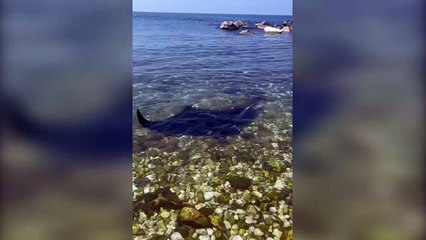 Marina di Pisa, Manta ferita a riva