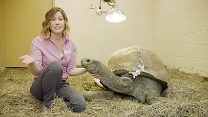 A Trip to Chicago For This Very Lucky Old Tortoise