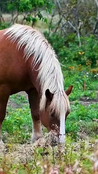3 choses à savoir sur le cheval comtois