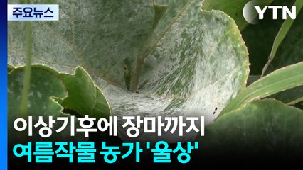 이상기후에 장마까지...제주 여름작물 농가 '울상' / YTN