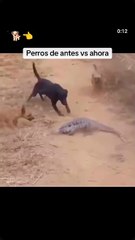Que tiernos 🐶