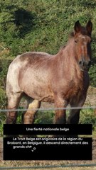 3 choses à savoir sur le trait belge (1)