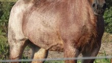 3 choses à savoir sur le trait belge (1)
