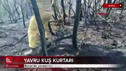 Bursa’da yuvasından düşen yavru kuş kurtarıldı