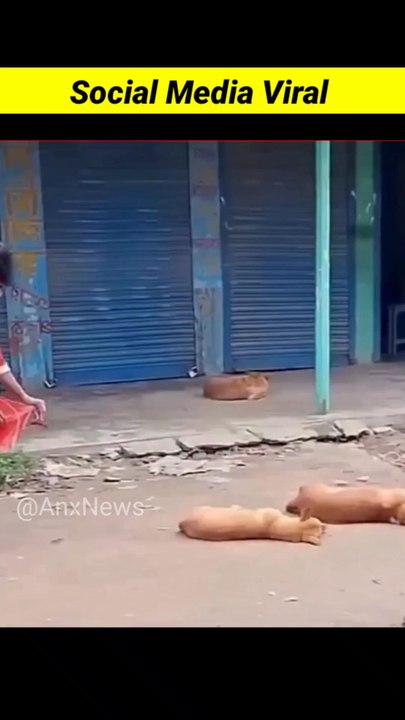 Dog ke Pooch Me Ladke Ne Patang Bandhi #dogkite #funny #viralreels