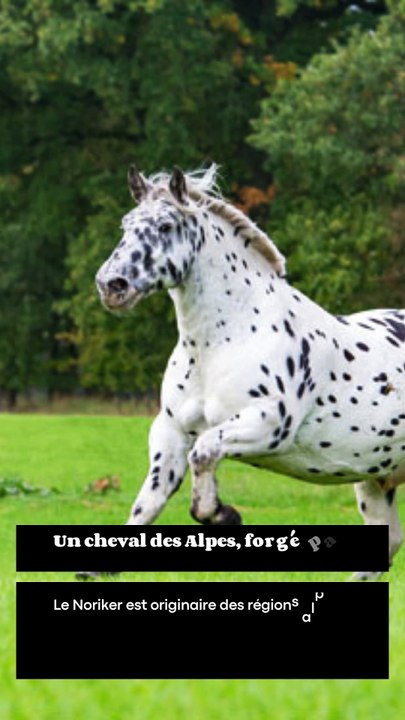 3 choses à savoir sur le Noriker (1)